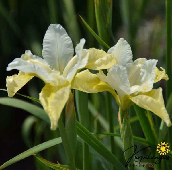 Sibirisk iris Rötter